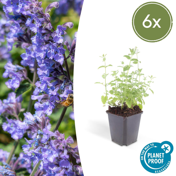 Nepeta 'Six Hills Giant' - 20cm - Acheter une plante d'intérieur