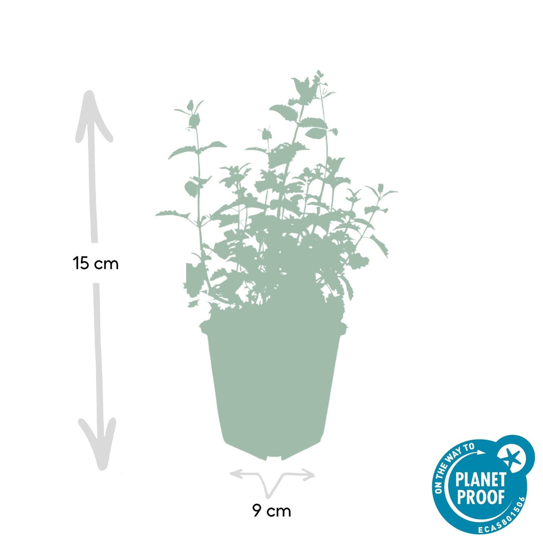 Nepeta 'Six Hills Giant' - 20cm - Acheter une plante d'intérieur