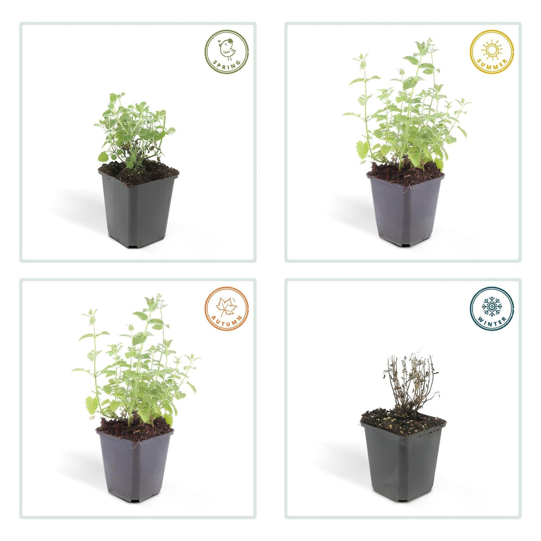 Nepeta 'Six Hills Giant' - 20cm - Acheter une plante d'intérieur