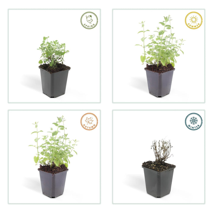 Nepeta 'Six Hills Giant' - 20cm - Acheter une plante d'intérieur