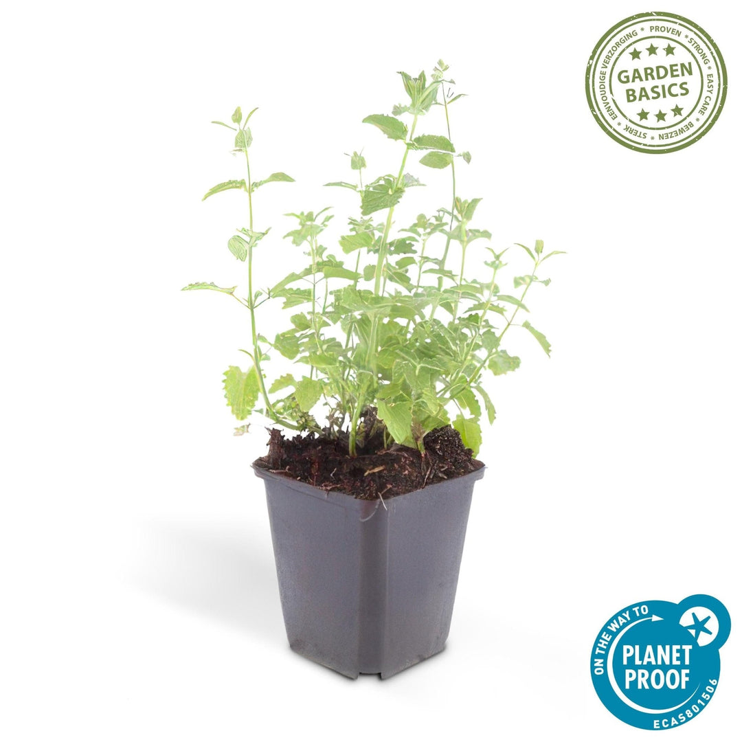 Nepeta 'Six Hills Giant' - 20cm - Acheter une plante d'intérieur