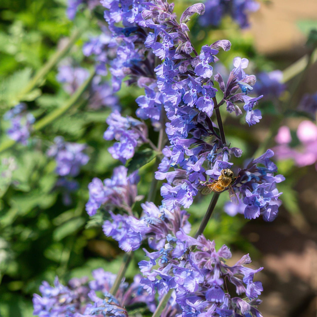 Nepeta 'Six Hills Giant' - 20cm - Acheter une plante d'intérieur