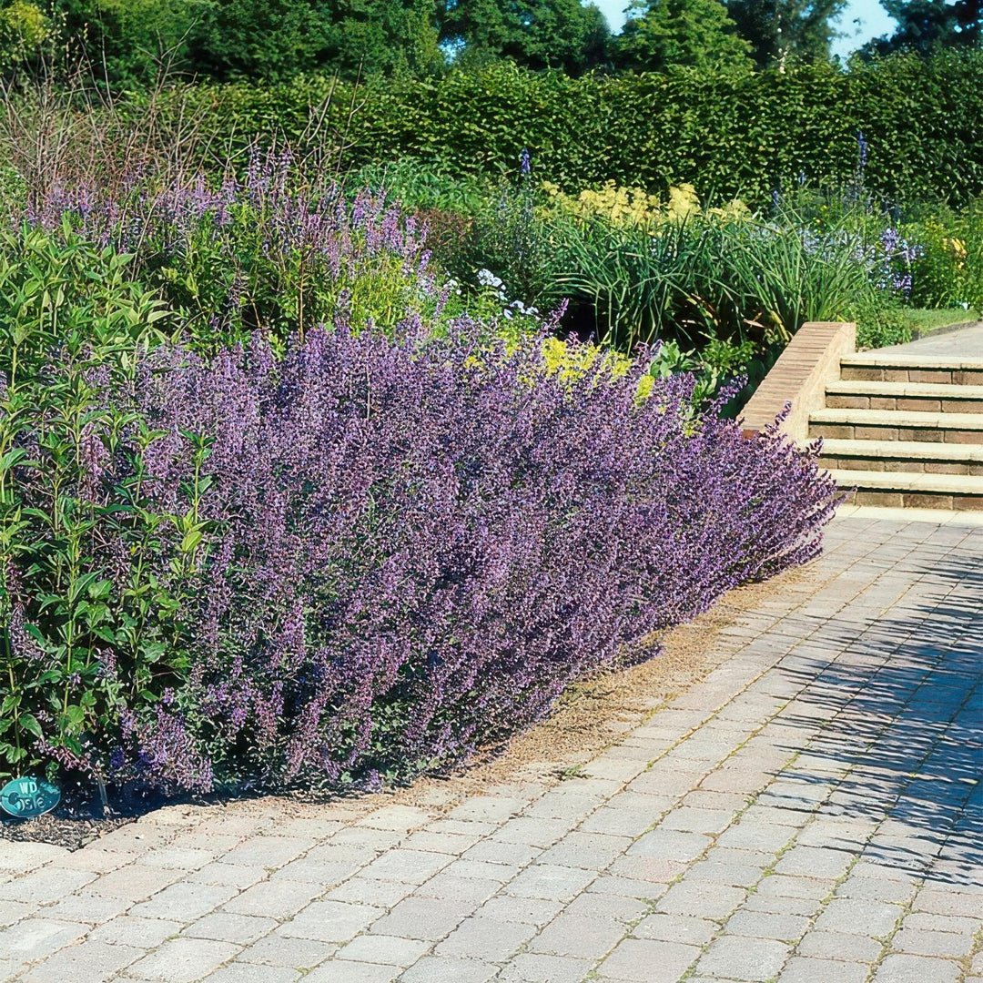 Nepeta 'Six Hills Giant' - 20cm - Acheter une plante d'intérieur