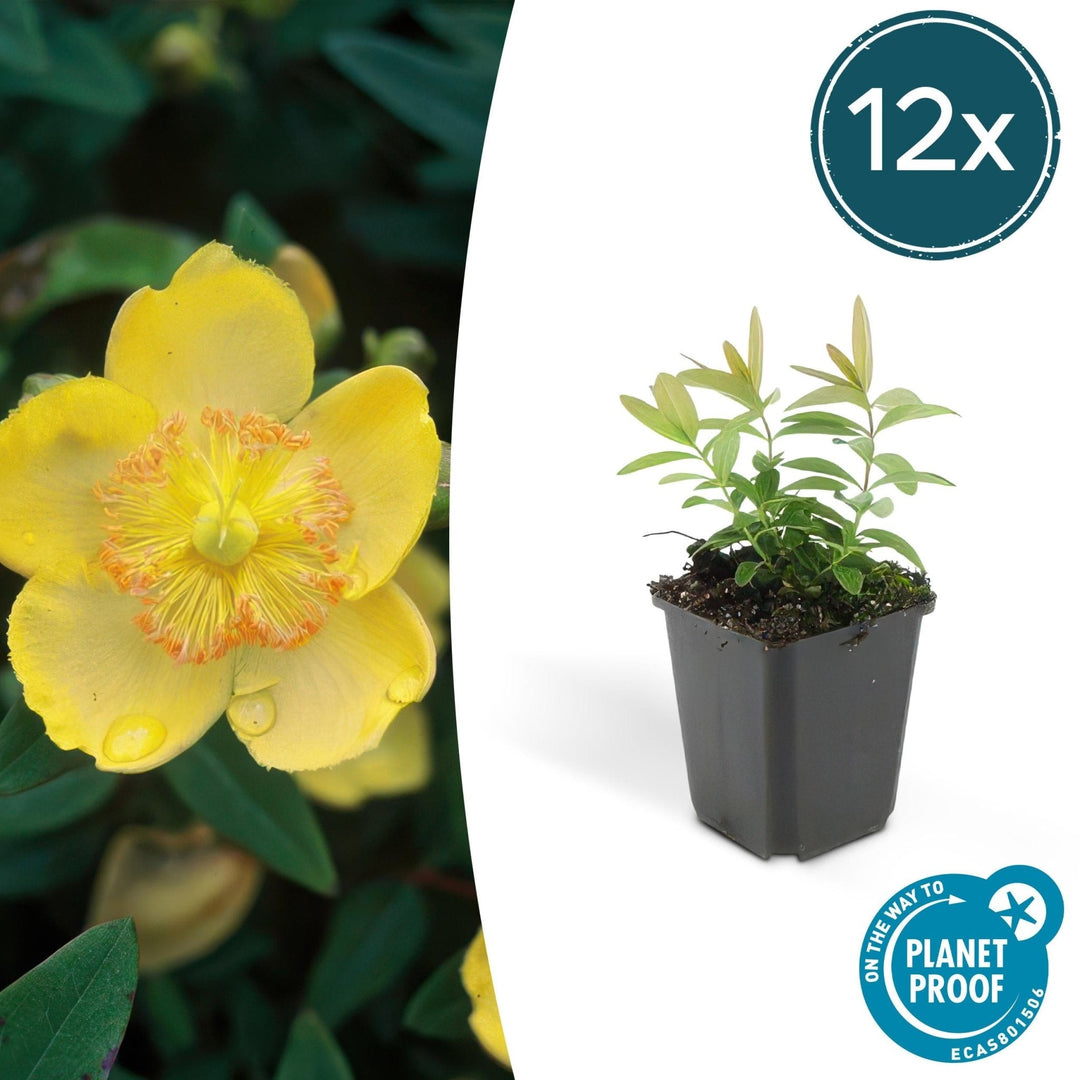 Hypericum Calycinum - 20cm - Acheter une plante d'intérieur