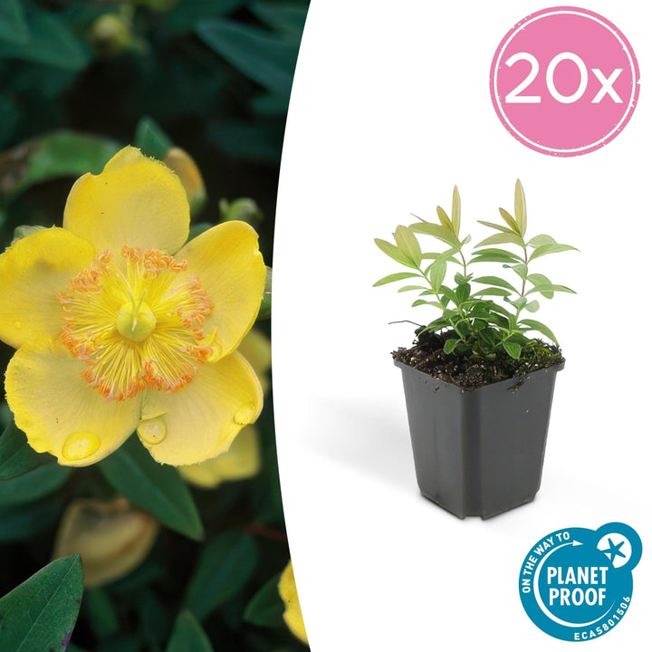 Hypericum Calycinum - 20cm - Acheter une plante d'intérieur