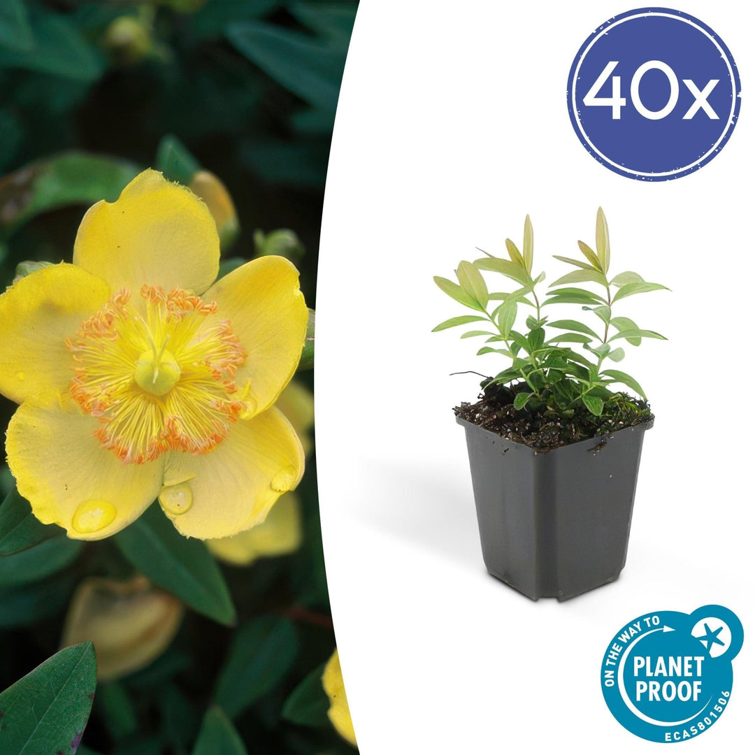 Hypericum Calycinum - 20cm - Acheter une plante d'intérieur