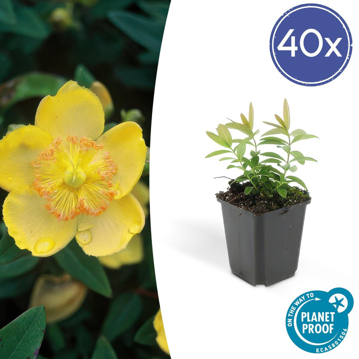 Hypericum Calycinum - 20cm - Acheter une plante d'intérieur