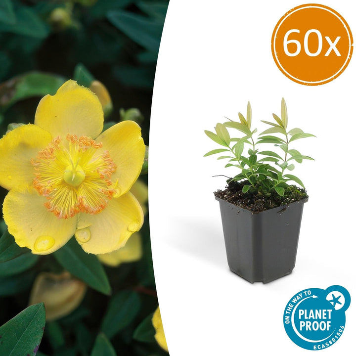Hypericum Calycinum - 20cm - Acheter une plante d'intérieur