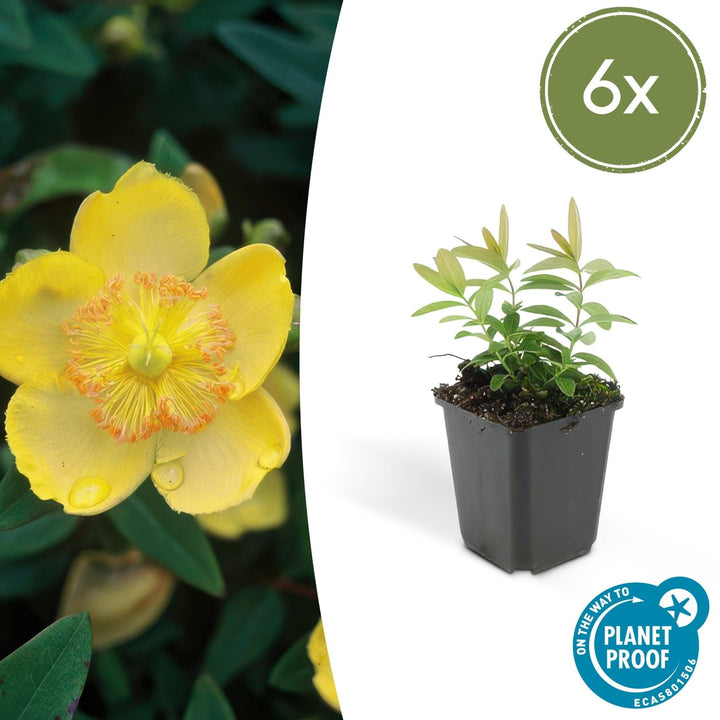 Hypericum Calycinum - 20cm - Acheter une plante d'intérieur