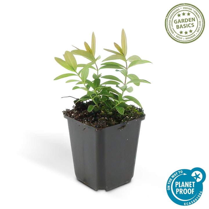 Hypericum Calycinum - 20cm - Acheter une plante d'intérieur