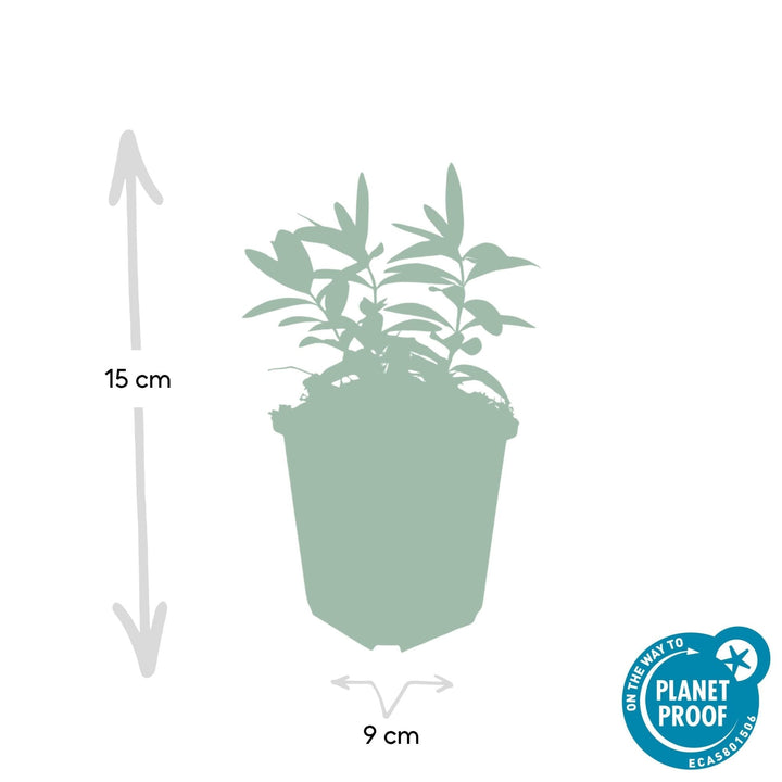 Hypericum Calycinum - 20cm - Acheter une plante d'intérieur