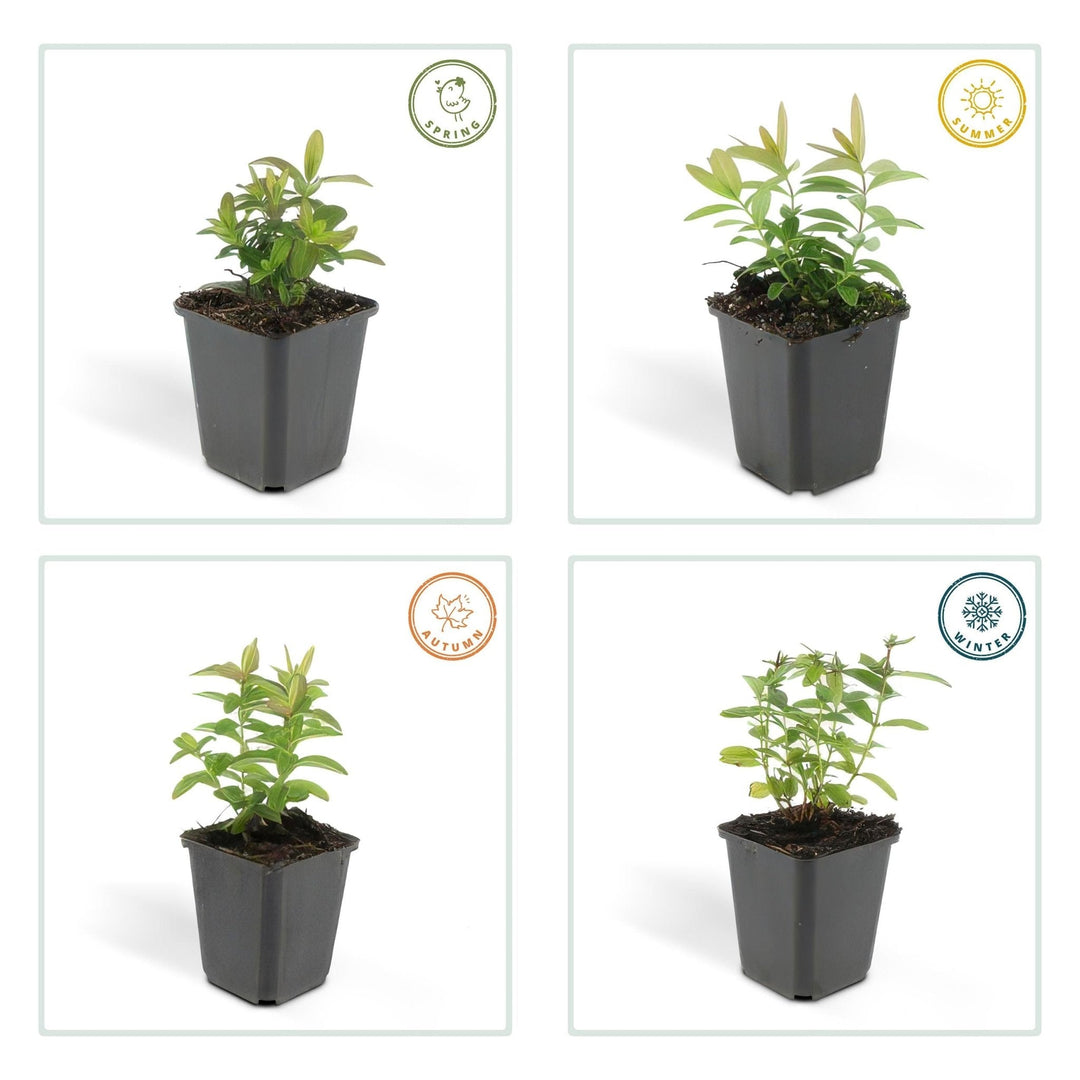 Hypericum Calycinum - 20cm - Acheter une plante d'intérieur