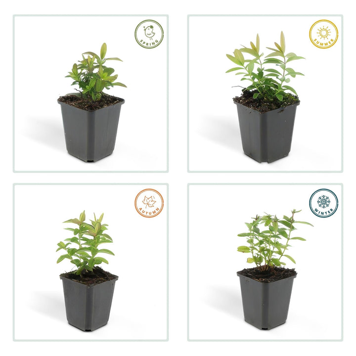 Hypericum Calycinum - 20cm - Acheter une plante d'intérieur