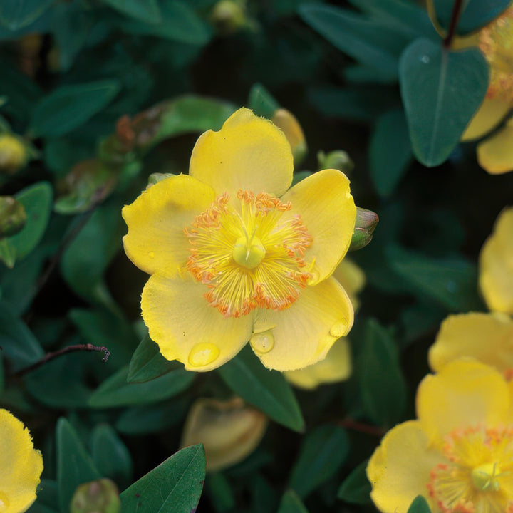 Hypericum Calycinum - 20cm - Acheter une plante d'intérieur