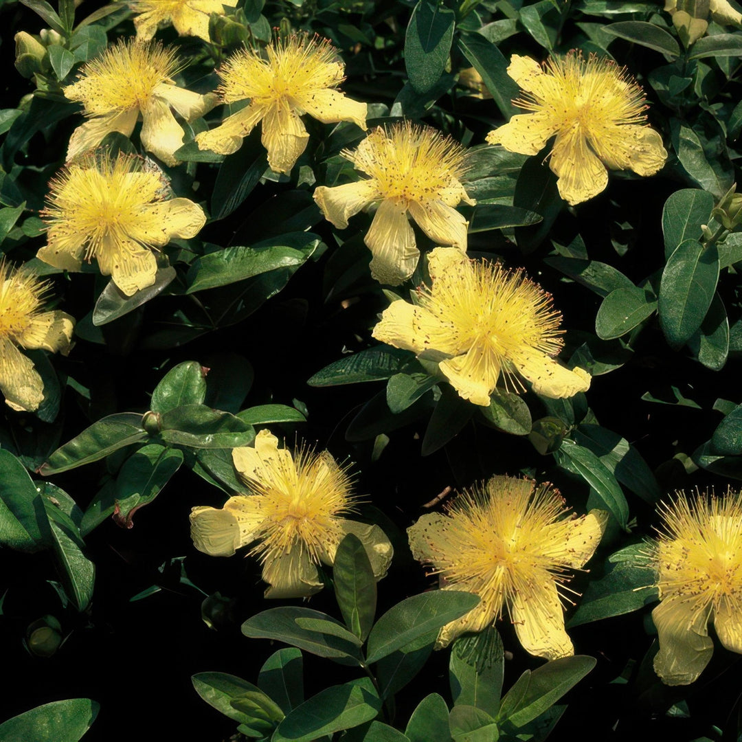 Hypericum Calycinum - 20cm - Acheter une plante d'intérieur