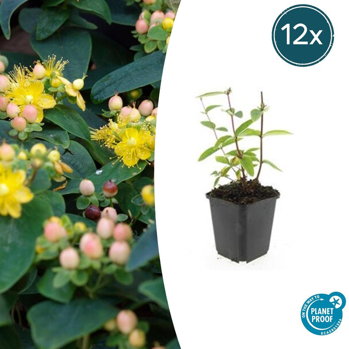 Hypericum Inodorum 'Annebel' - 20cm - Acheter une plante d'intérieur