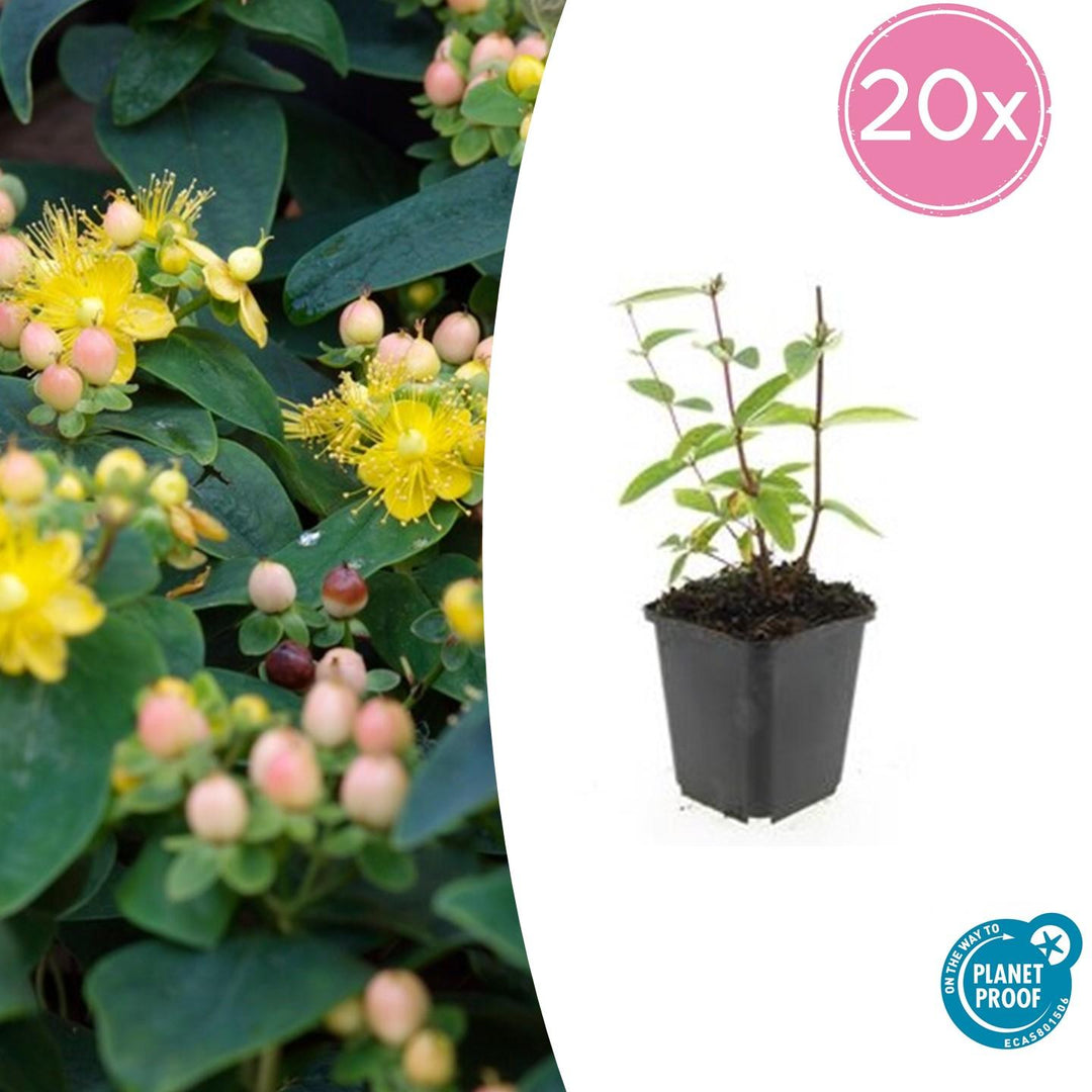 Hypericum Inodorum 'Annebel' - 20cm - Acheter une plante d'intérieur