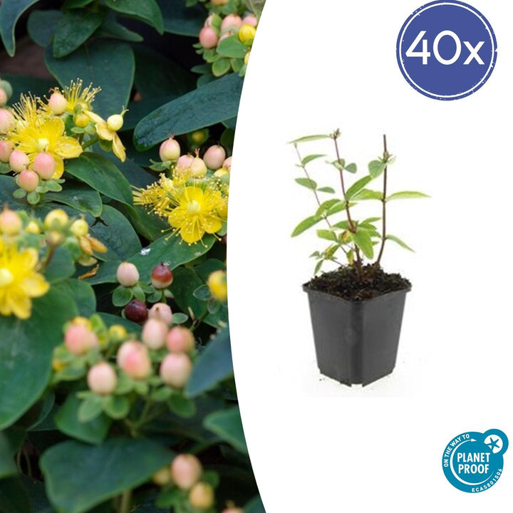 Hypericum Inodorum 'Annebel' - 20cm - Acheter une plante d'intérieur