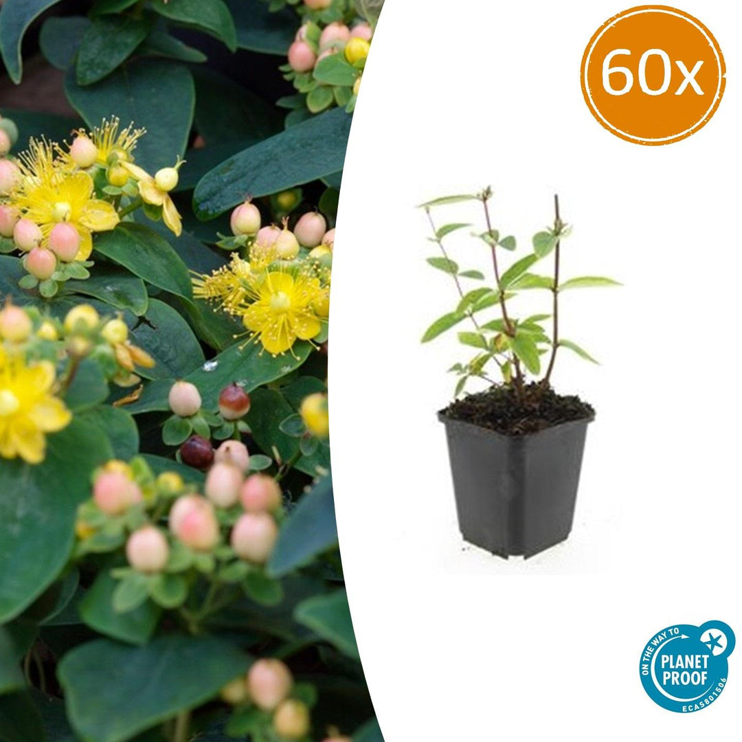 Hypericum Inodorum 'Annebel' - 20cm - Acheter une plante d'intérieur
