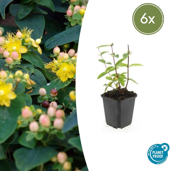 Hypericum Inodorum 'Annebel' - 20cm - Acheter une plante d'intérieur