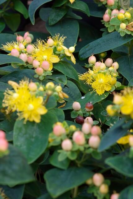 Hypericum Inodorum 'Annebel' - 20cm - Acheter une plante d'intérieur