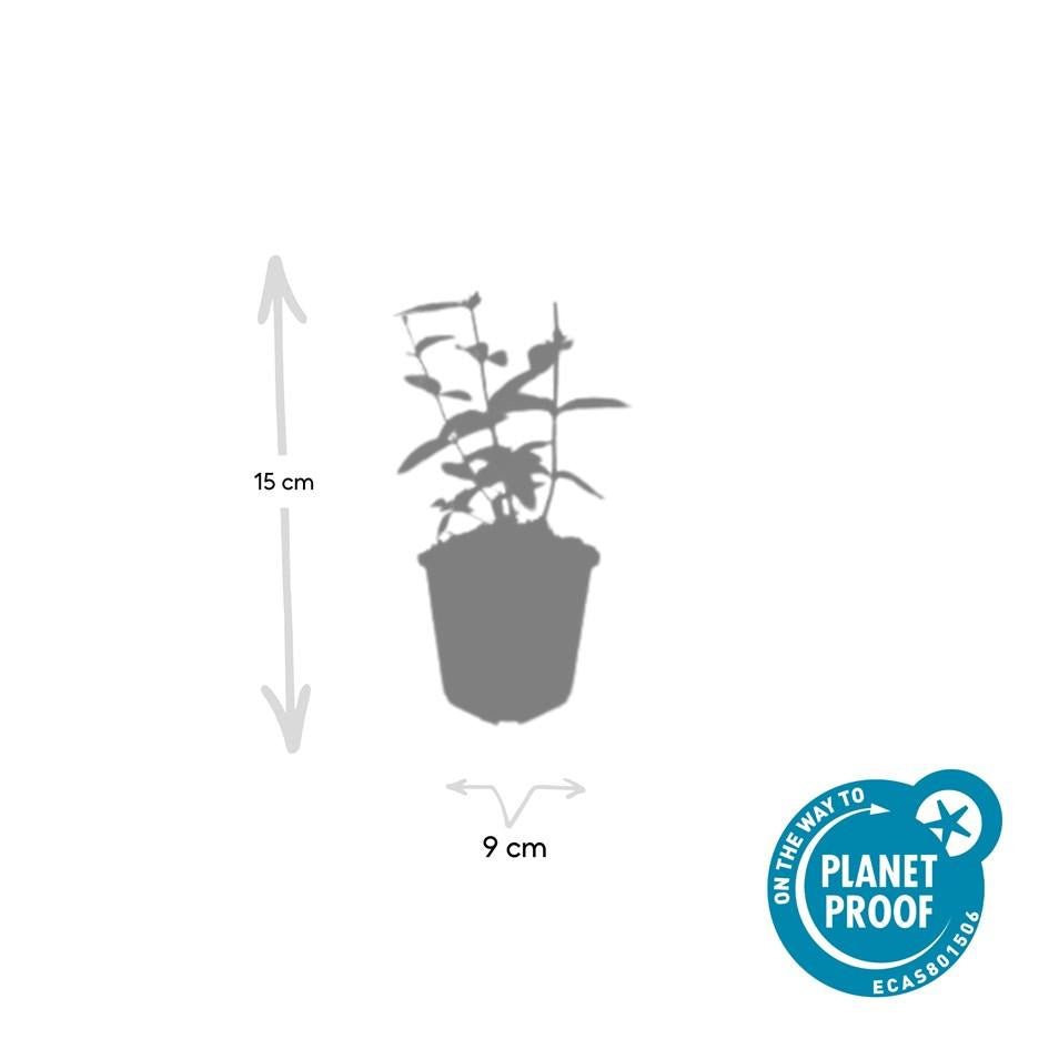 Hypericum Inodorum 'Annebel' - 20cm - Acheter une plante d'intérieur