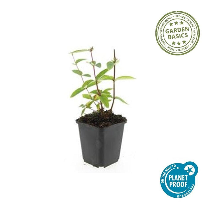 Hypericum Inodorum 'Annebel' - 20cm - Acheter une plante d'intérieur