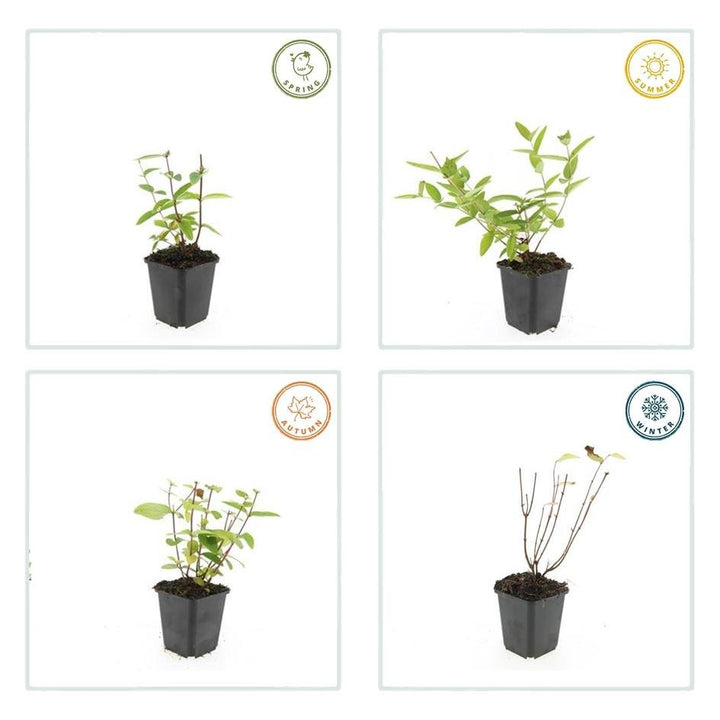 Hypericum Inodorum 'Annebel' - 20cm - Acheter une plante d'intérieur