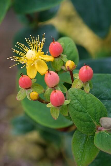 Hypericum Inodorum 'Annebel' - 20cm - Acheter une plante d'intérieur
