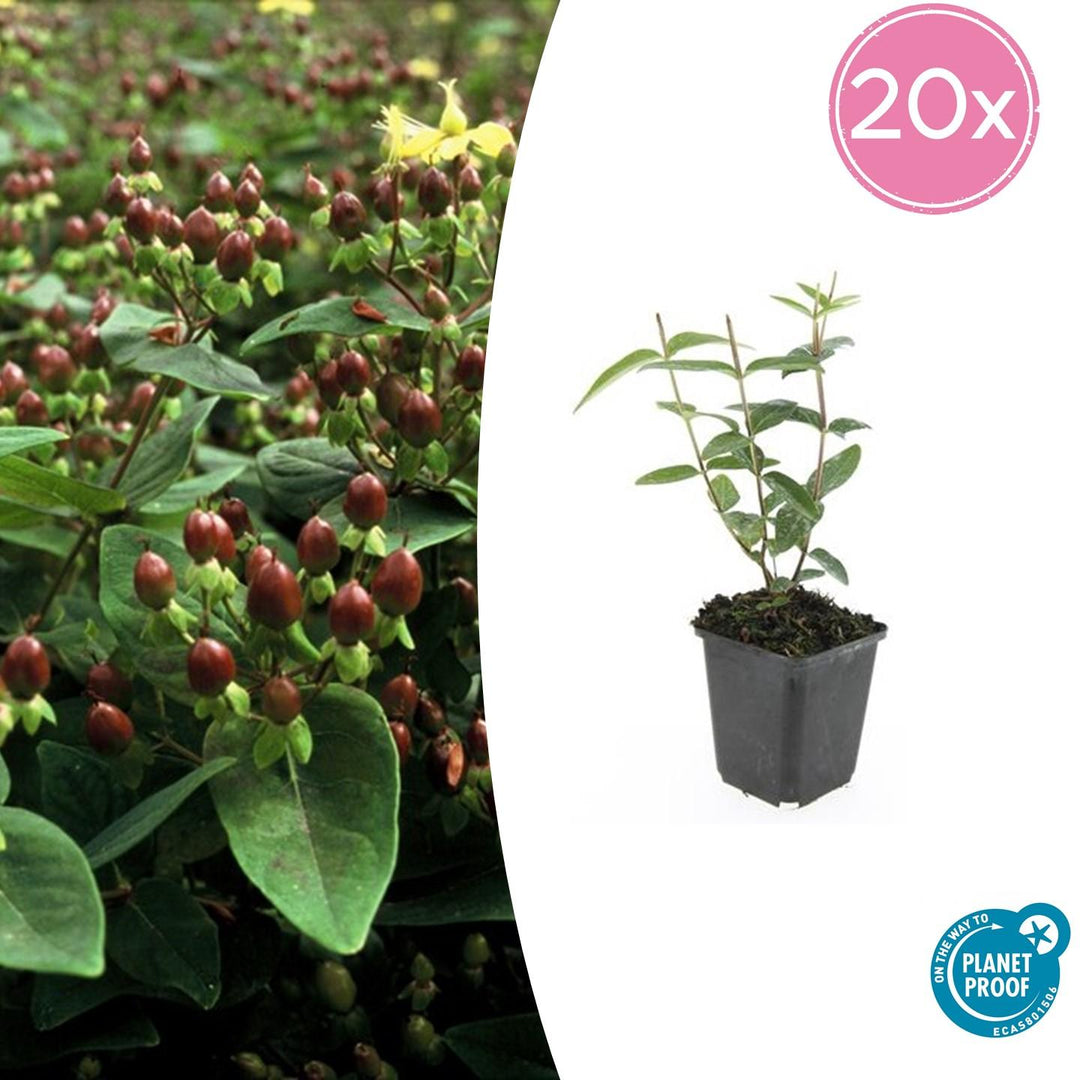 Hypericum Inodorum - 20cm - Acheter une plante d'intérieur