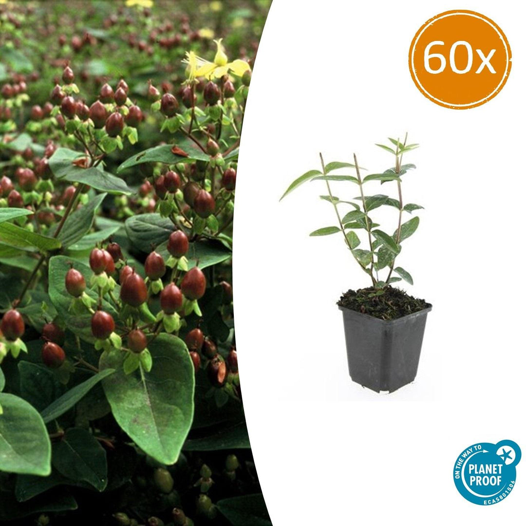 Hypericum Inodorum - 20cm - Acheter une plante d'intérieur