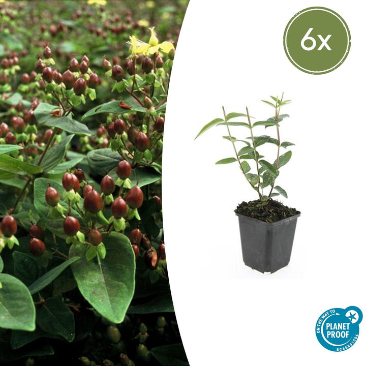 Hypericum Inodorum - 20cm - Acheter une plante d'intérieur