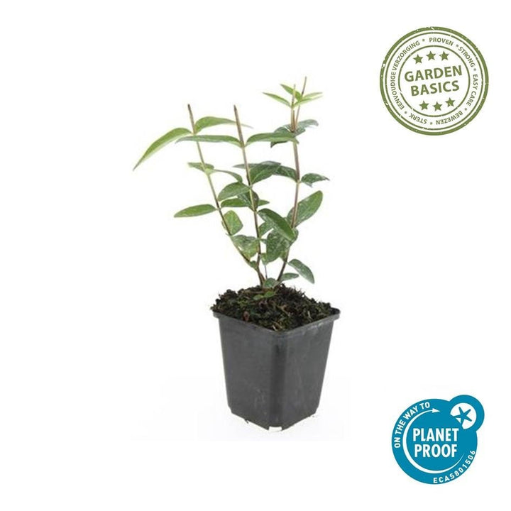 Hypericum Inodorum - 20cm - Acheter une plante d'intérieur