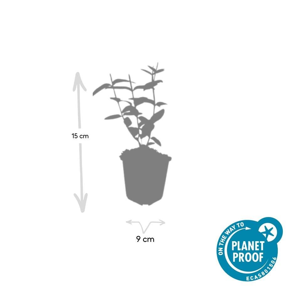 Hypericum Inodorum - 20cm - Acheter une plante d'intérieur