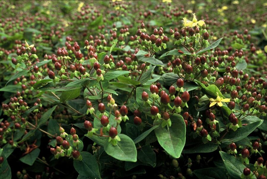 Hypericum Inodorum - 20cm - Acheter une plante d'intérieur