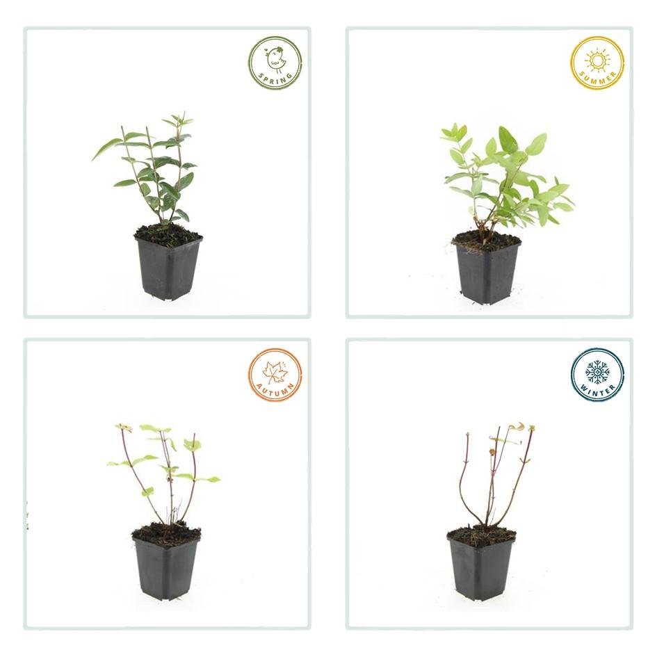 Hypericum Inodorum - 20cm - Acheter une plante d'intérieur