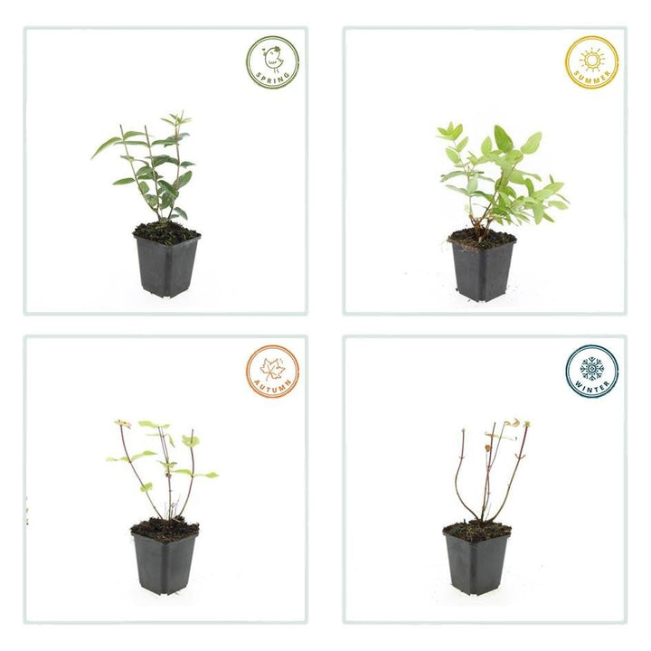 Hypericum Inodorum - 20cm - Acheter une plante d'intérieur