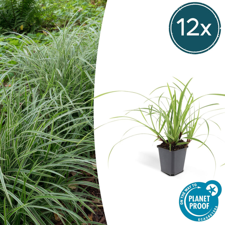 Carex morrowii 'Ice Dance' - 20cm - Acheter une plante d'intérieur