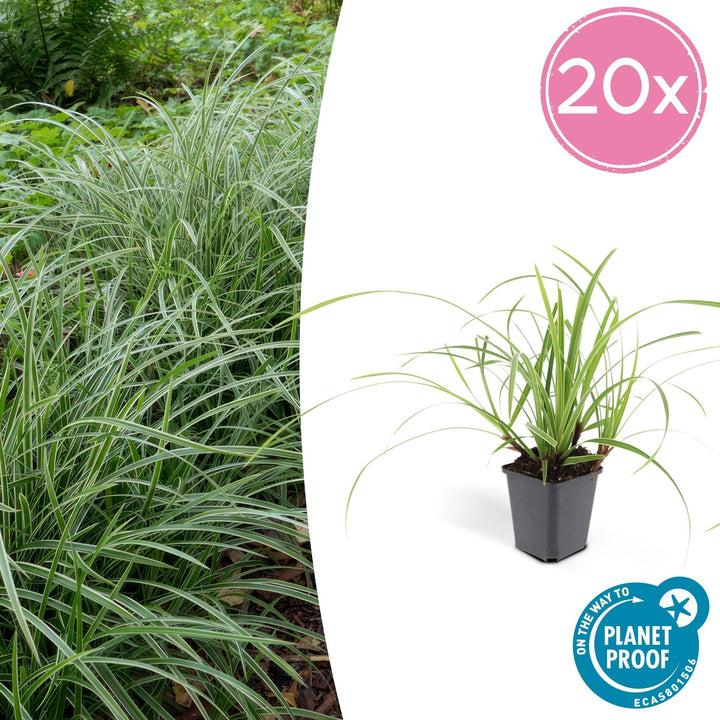 Carex morrowii 'Ice Dance' - 20cm - Acheter une plante d'intérieur