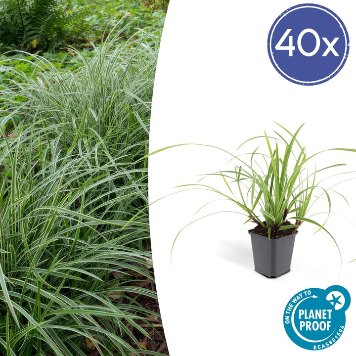 Carex morrowii 'Ice Dance' - 20cm - Acheter une plante d'intérieur