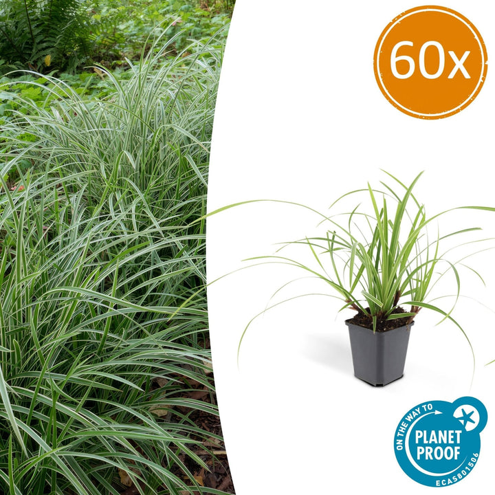 Carex morrowii 'Ice Dance' - 20cm - Acheter une plante d'intérieur