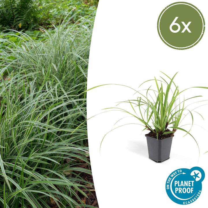 Carex morrowii 'Ice Dance' - 20cm - Acheter une plante d'intérieur