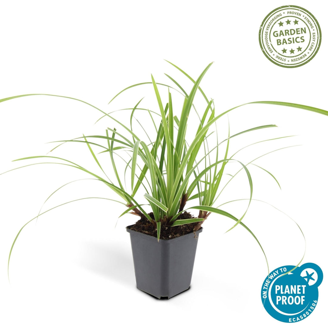 Carex morrowii 'Ice Dance' - 20cm - Acheter une plante d'intérieur