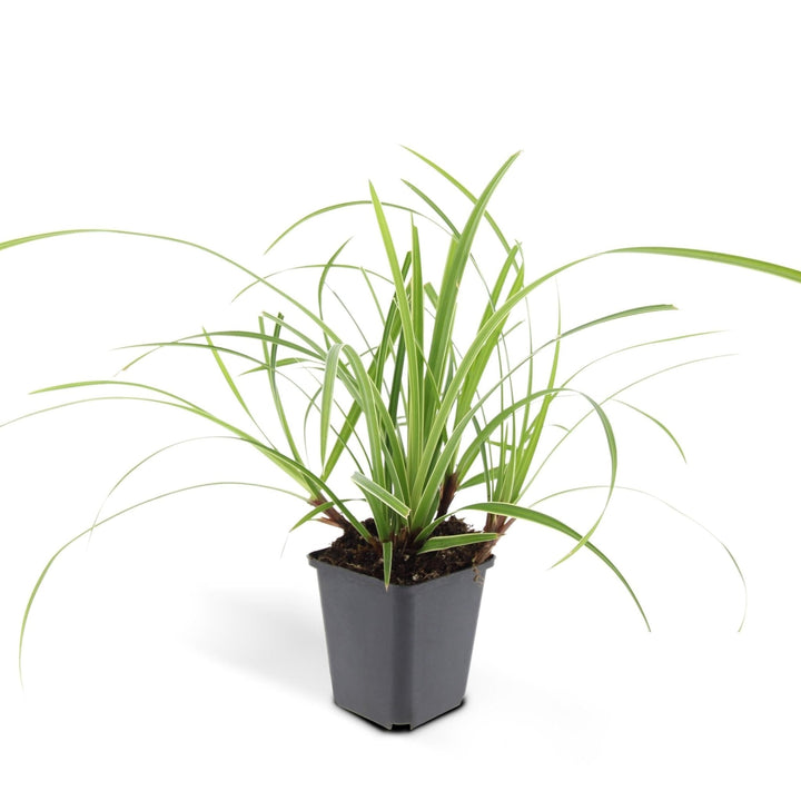 Carex morrowii 'Ice Dance' - 20cm - Acheter une plante d'intérieur