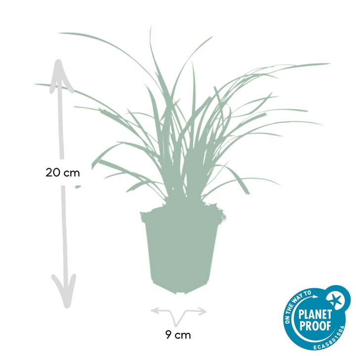 Carex morrowii 'Ice Dance' - 20cm - Acheter une plante d'intérieur