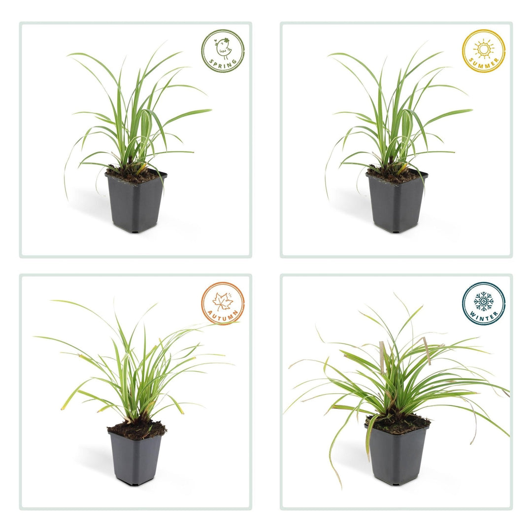 Carex morrowii 'Ice Dance' - 20cm - Acheter une plante d'intérieur
