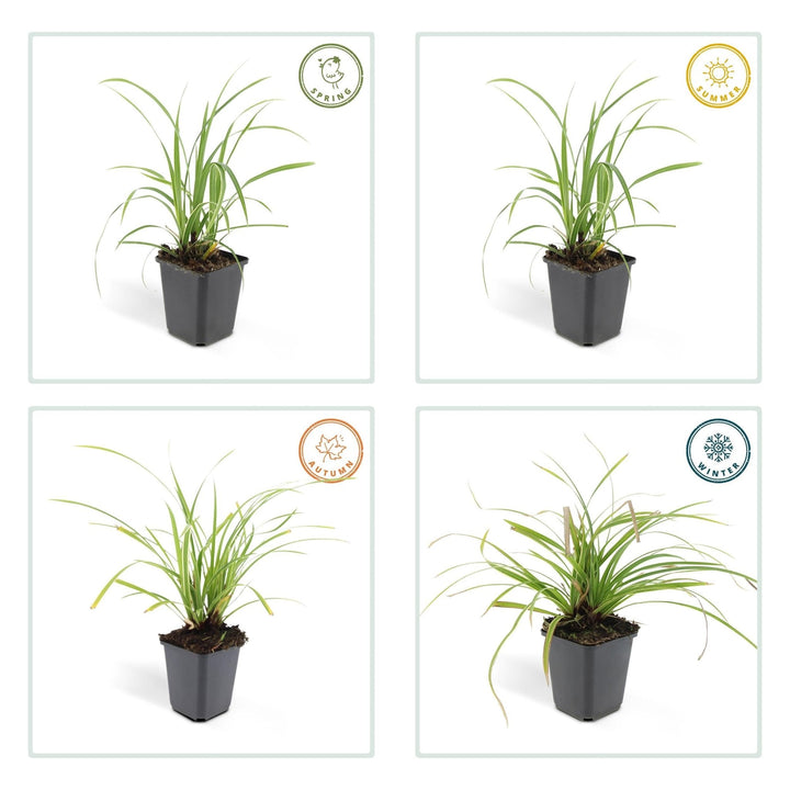 Carex morrowii 'Ice Dance' - 20cm - Acheter une plante d'intérieur