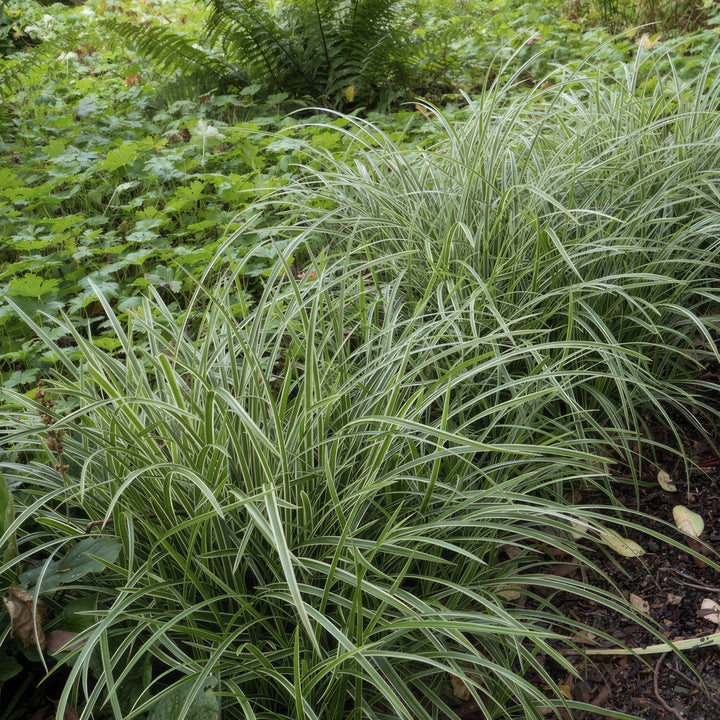 Carex morrowii 'Ice Dance' - 20cm - Acheter une plante d'intérieur