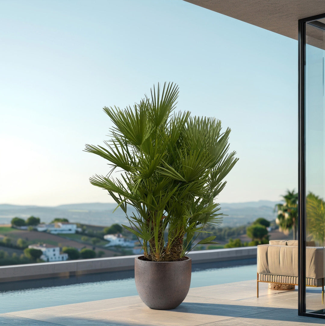Chamaerops Humilis multistam - 180cm - Kamerplant Kopen