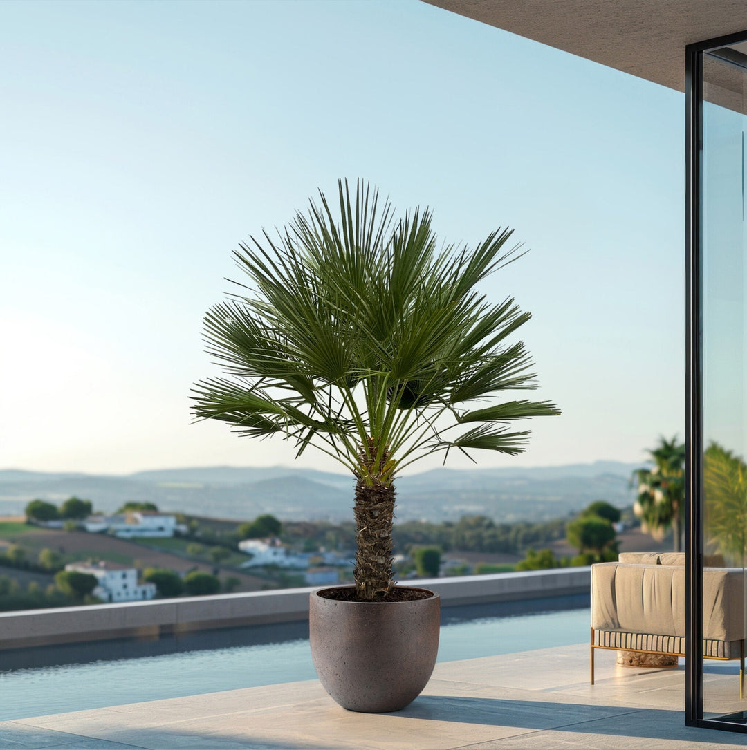 Chamaerops Humilis sur tronc - 170cm - Acheter une plante d'intérieur